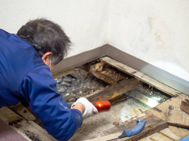 Best Attic Mold Removal  in Westbrook Center, CT