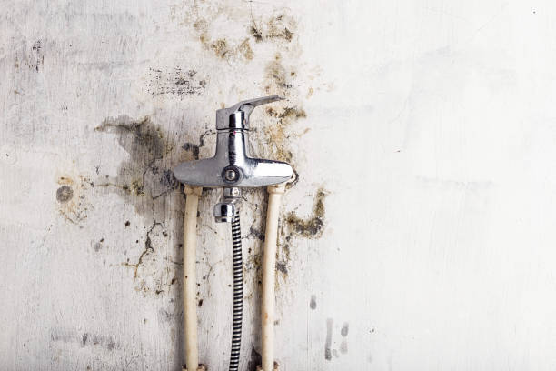 Best Residential Mold Removal  in Westbrook Center, CT
