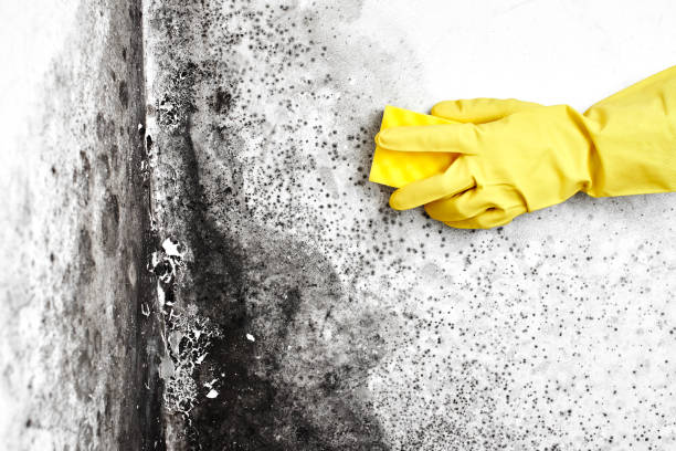 Best Black Mold Removal  in Westbrook Center, CT