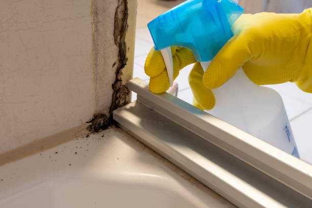 Best Office Mold Removal Services  in Westbrook Center, CT