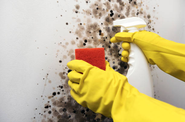 Reliable Westbrook Center, CT Mold Removal Solutions