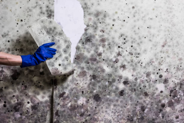 Best Local Mold Removal Service  in Westbrook Center, CT